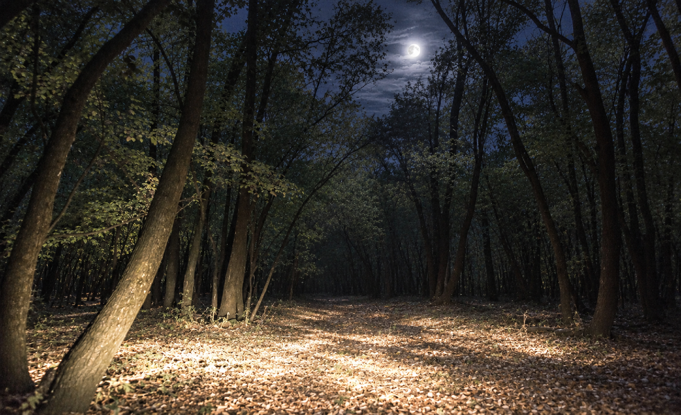 Boscone al chiaro di luna